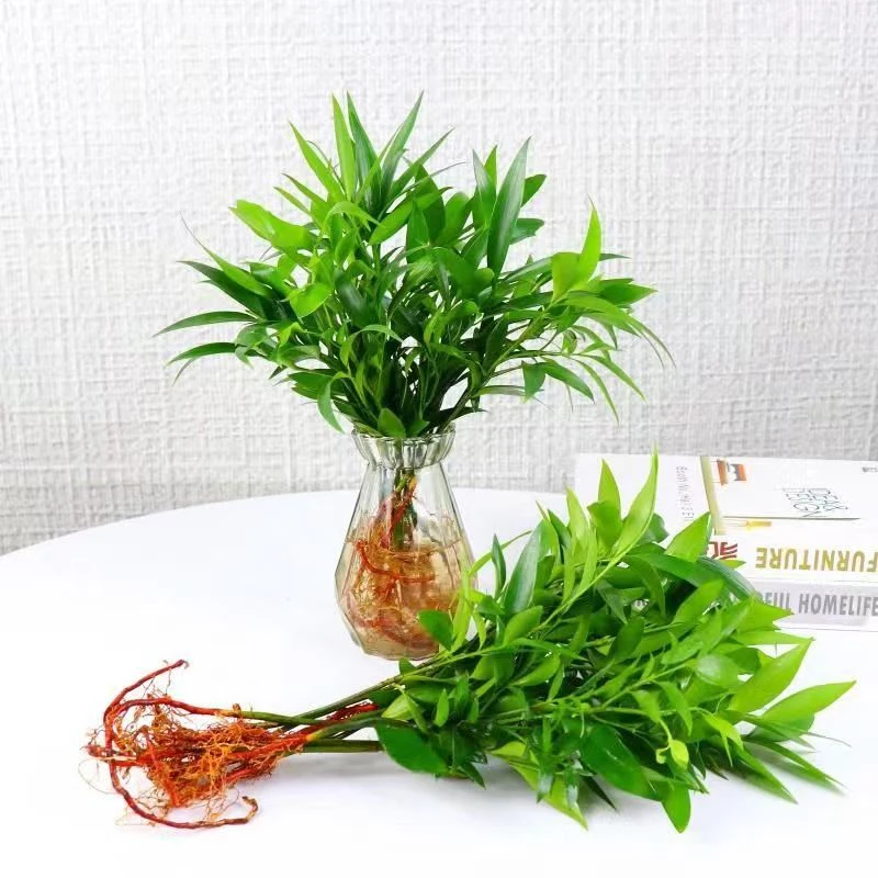 【新疆西藏包邮】四季常青竹柏驱蚊竹盆栽水培植物室内绿植花卉盆栽