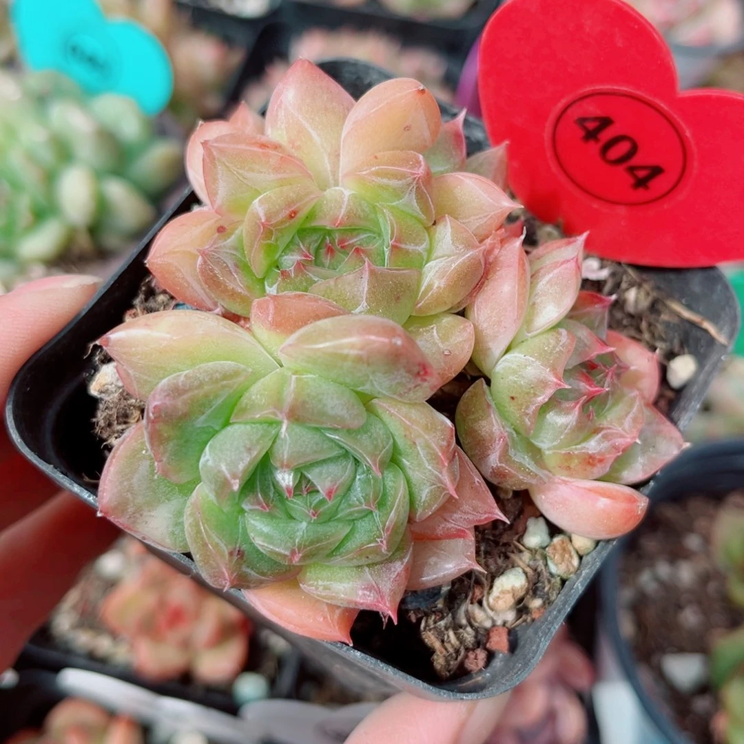 404号小老桩珍妮群