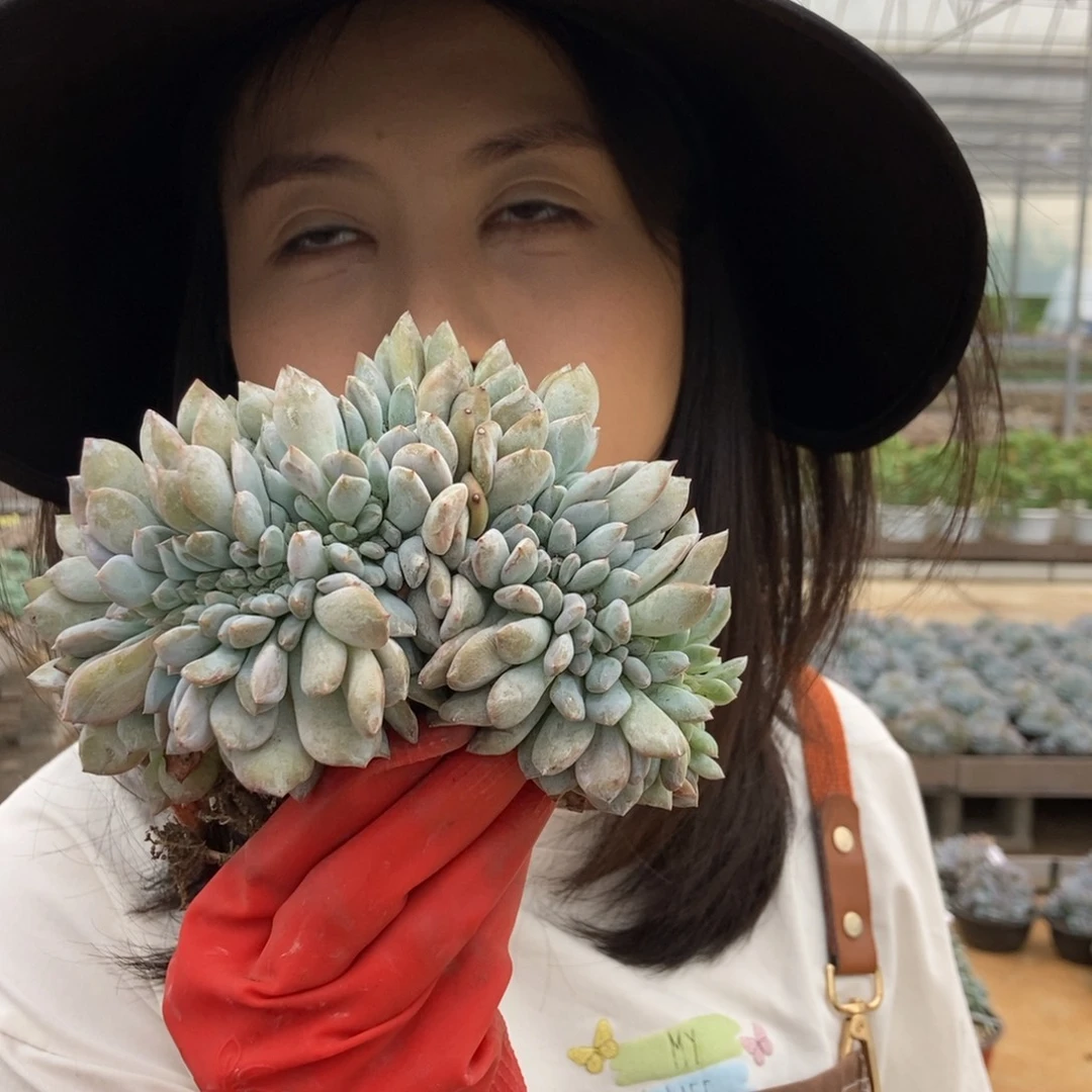 26-15石榴籽缀随机