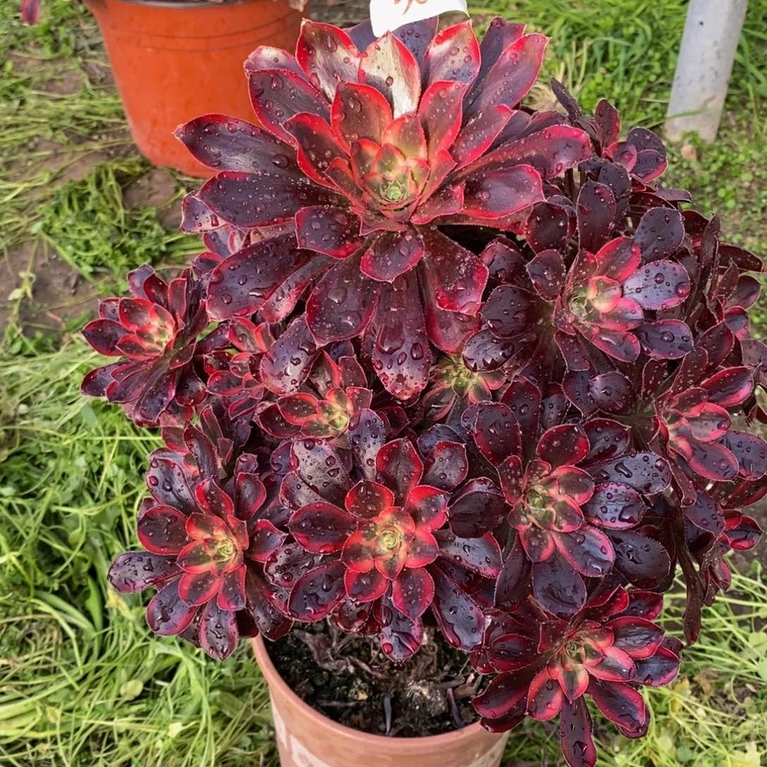 388号香奈儿法师多肉