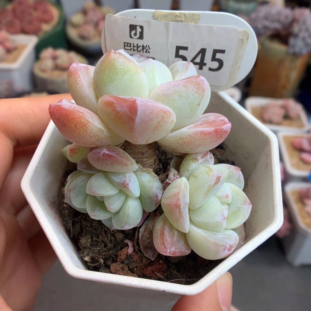 545五头冰玉多肉植物