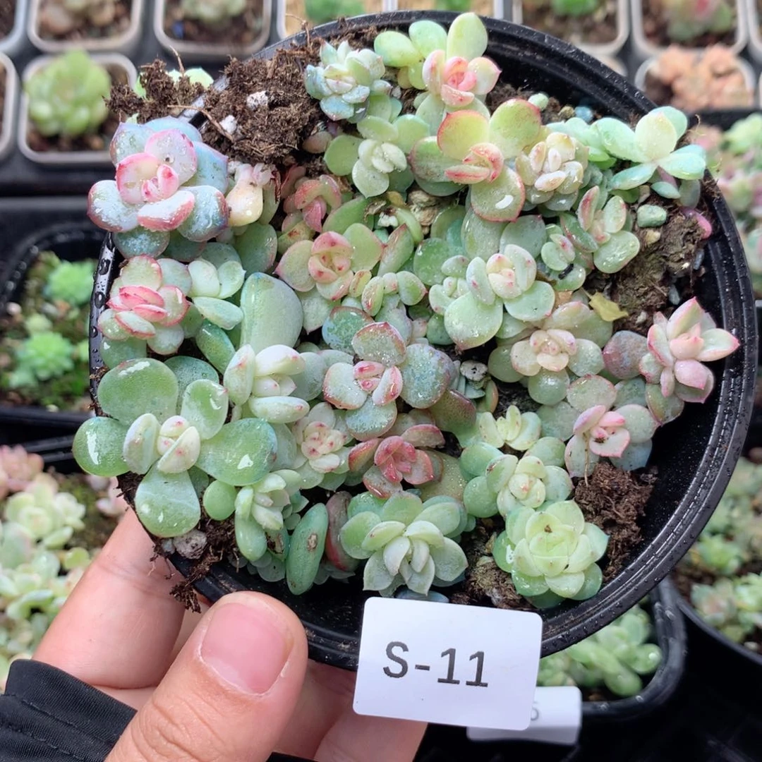 无花朵S11英语英语