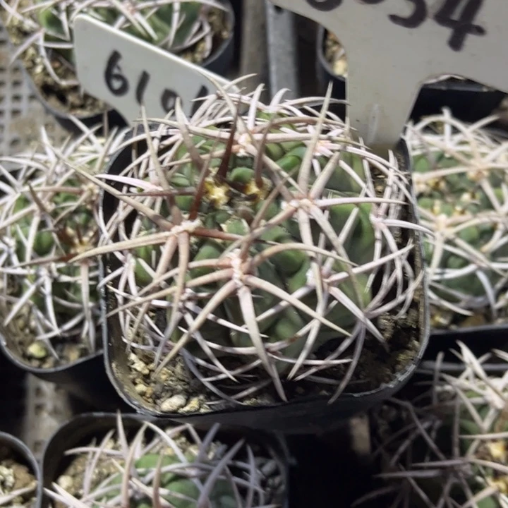 猪***龙6054实生碧岩玉好养