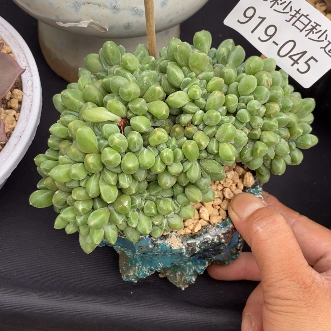 勿秒拍秒退 919-045千代田缀