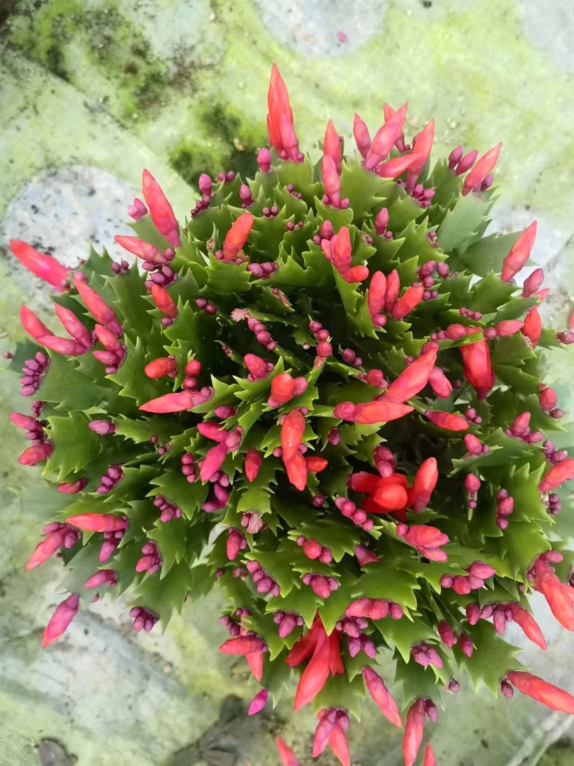 蟹爪兰开花盆栽带花苞原盆原土批发常年开花室内室外绿植