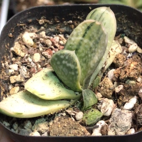 奶油蜗牛白锦带盆发货