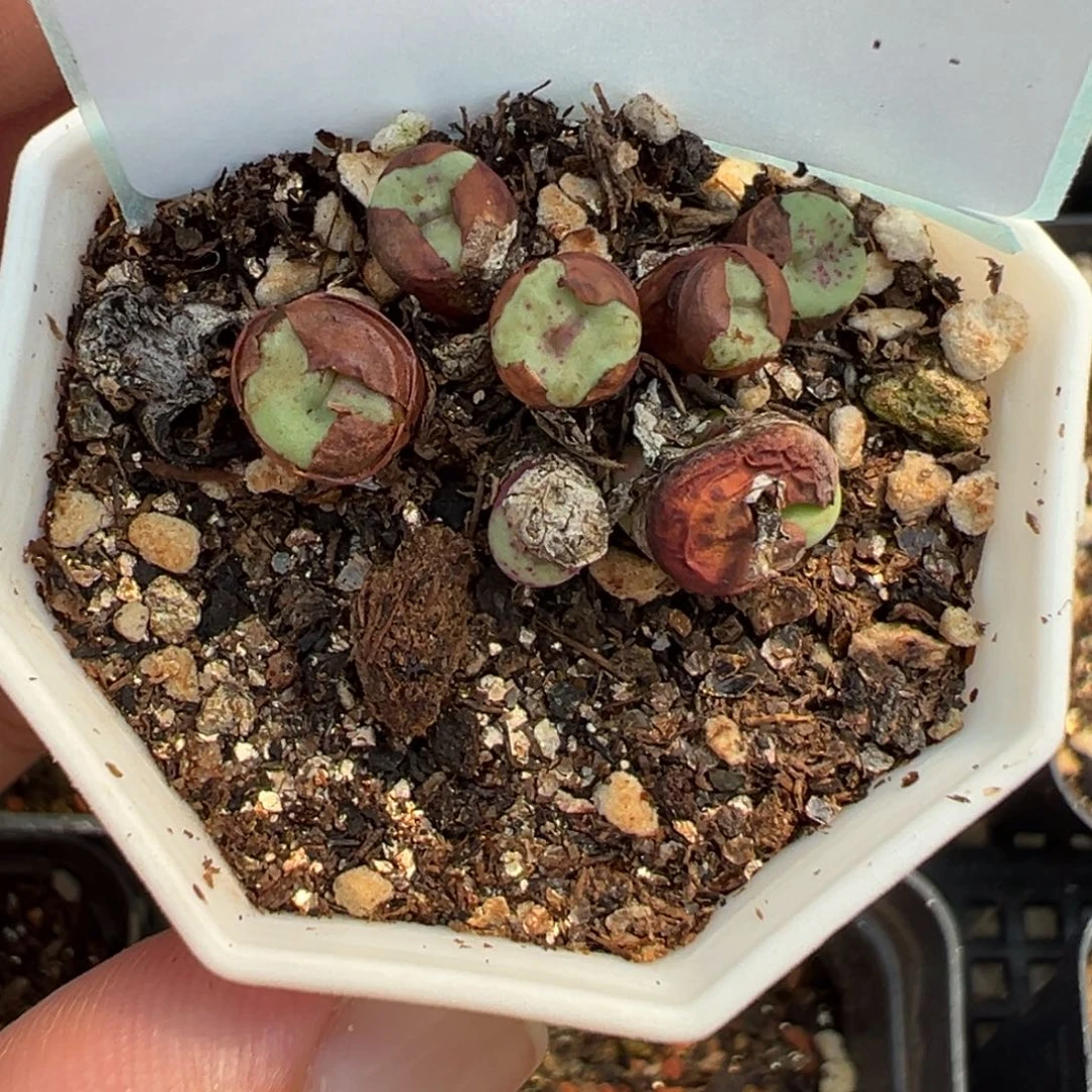 30-47肉锥多肉植物，