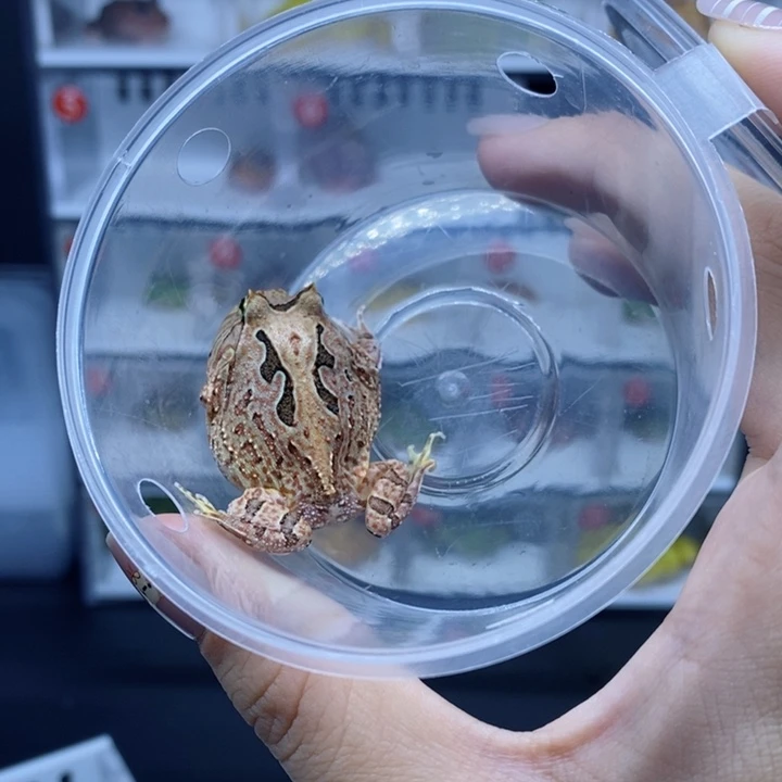 角蛙蝴蝶蝴蝶蝴蝶