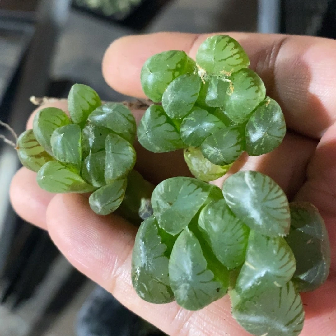 13116 三颗实生雨露锦 福利