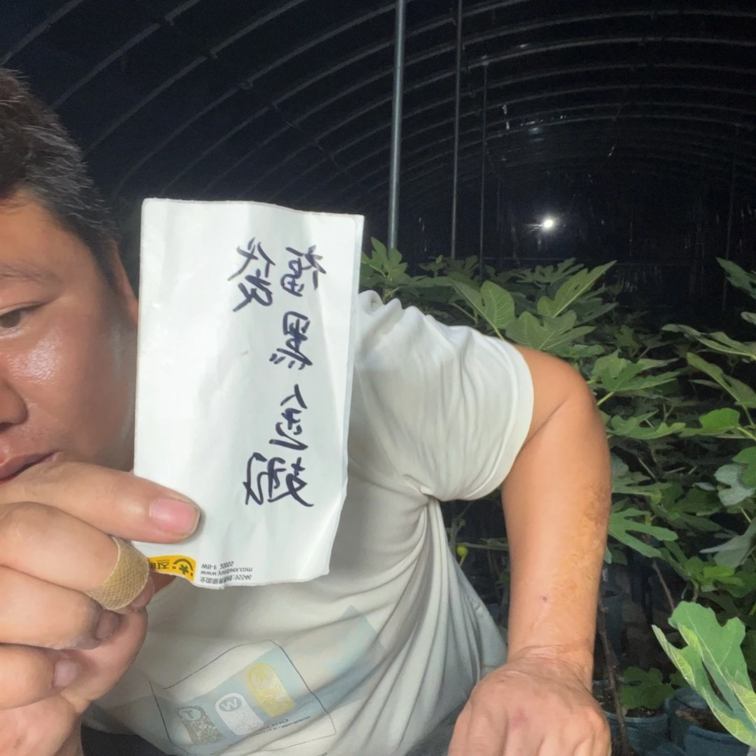 直播间福袋黑金翅白头苗