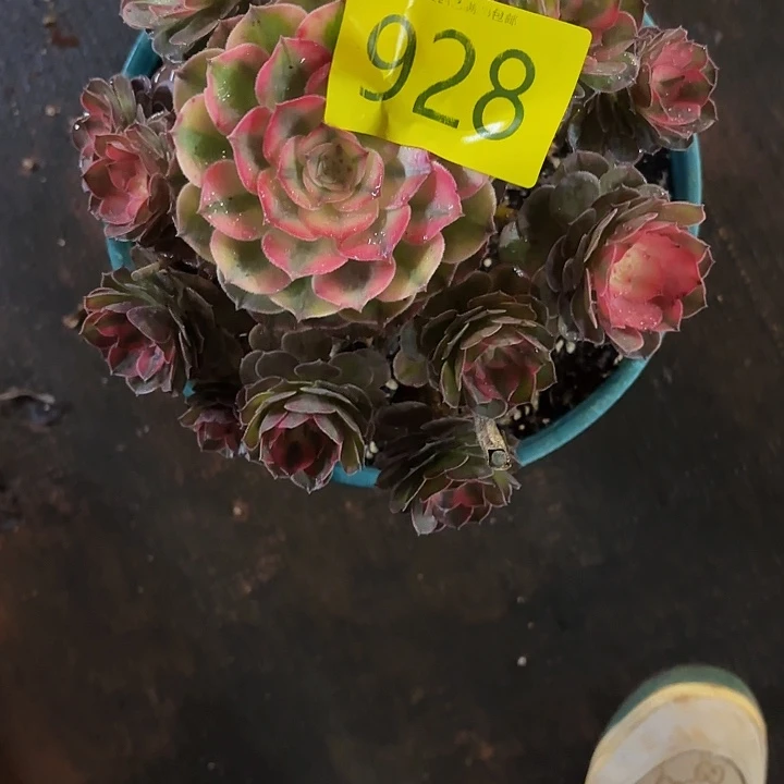 五***乐多肉植物福利928个