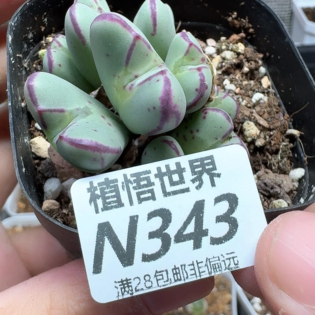的润泽的润泽法vgg