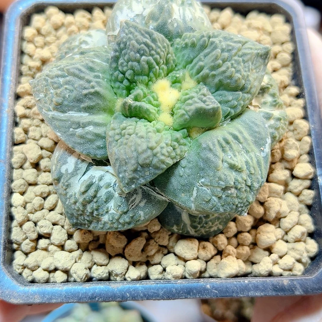 晚35号自根怒涛根芽7.6公分