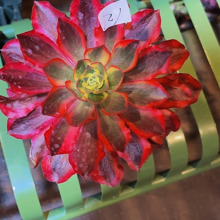 121多肉植物植物植物植物植物