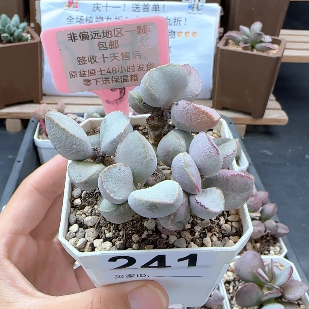 241粉雪蛋多肉植物