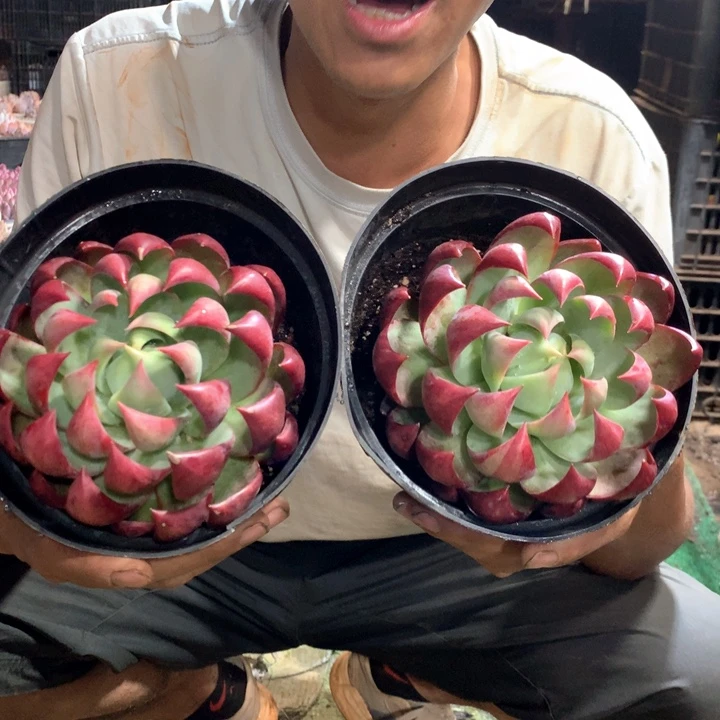 超大单头惊鸿仙子19.9一颗