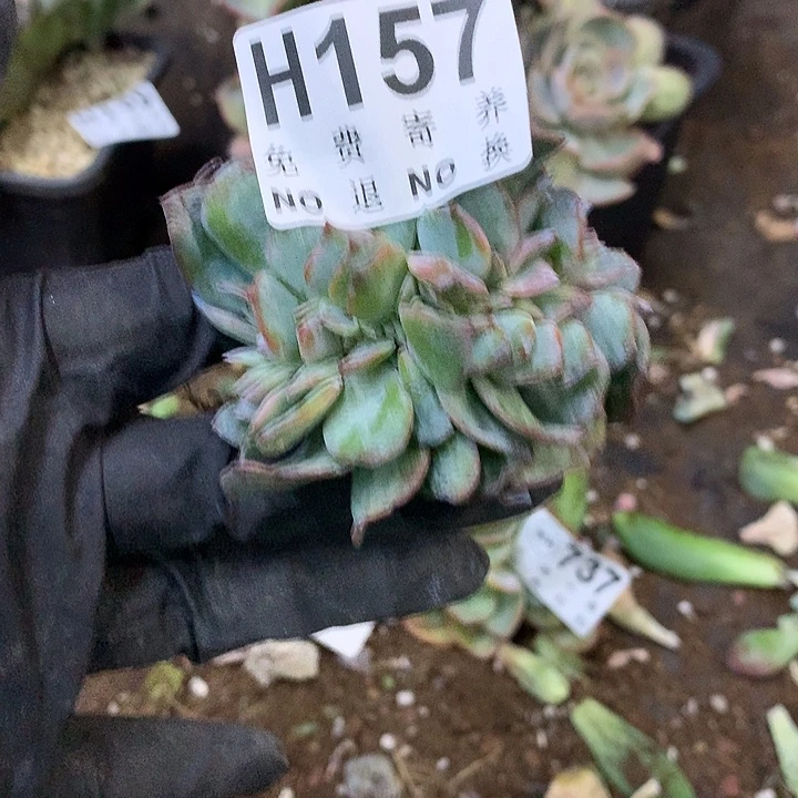 顺***意白凤缀化 非偏远38包邮 节后发联系客服