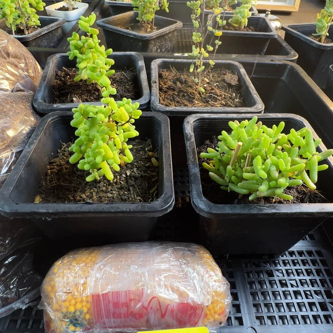 枝干番杏多肉植物626