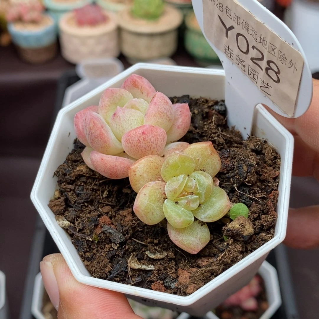 0028 星星糖石化 4.5cm