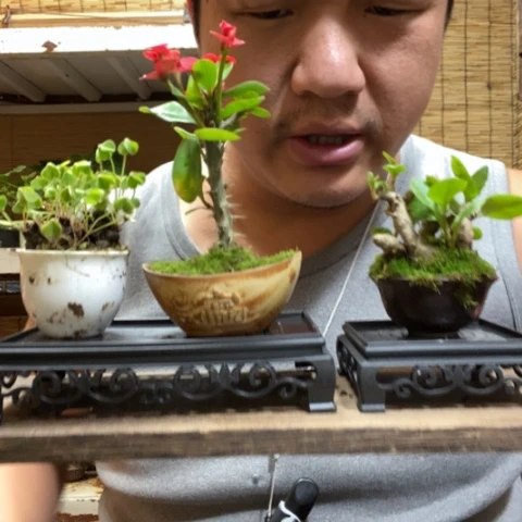红陶一物一拍所见即所得216