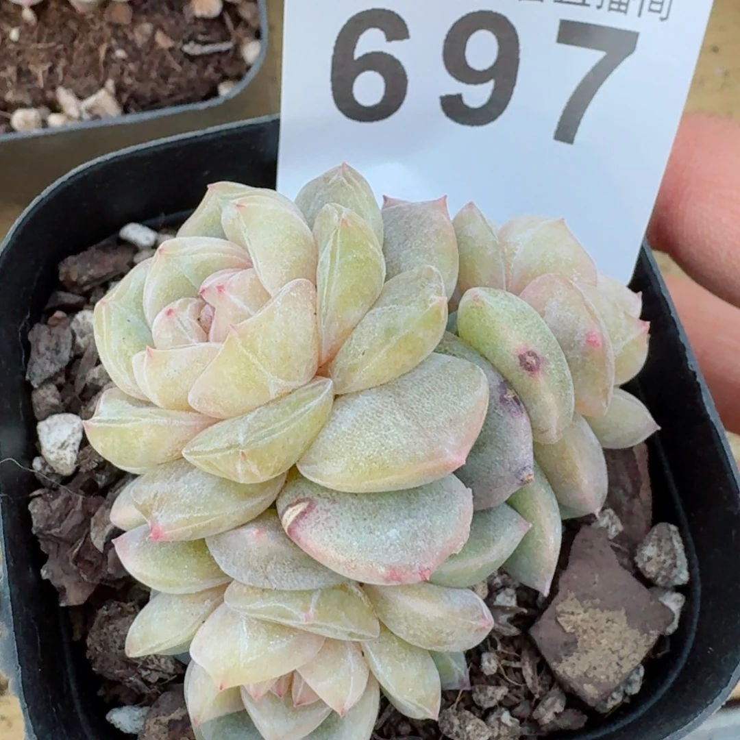 柔美珍妮       多肉植物