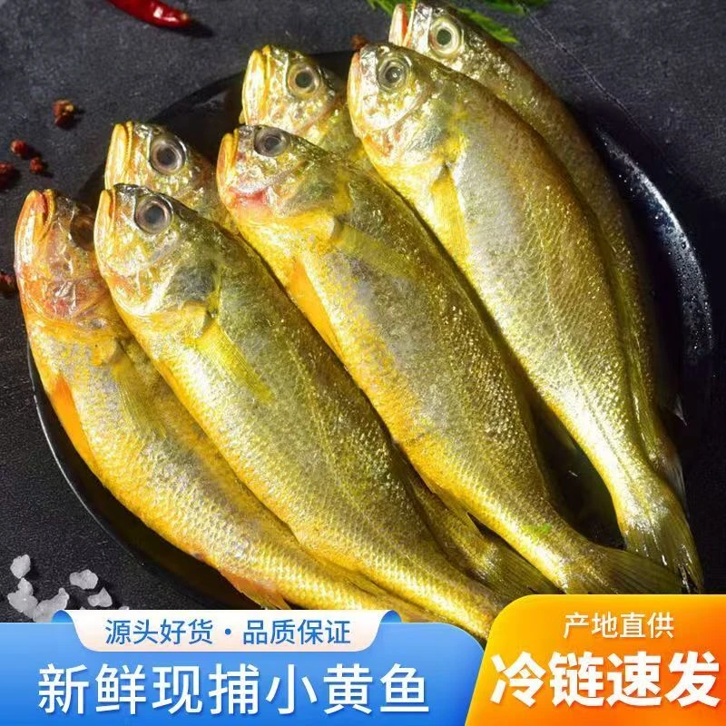 【净重5斤】正宗渤海小黄鱼新鲜冷冻小黄花一斤13条左右y