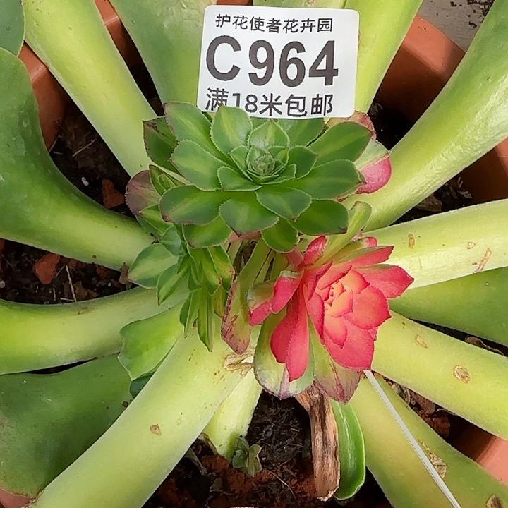 多肉法师知否朵朵