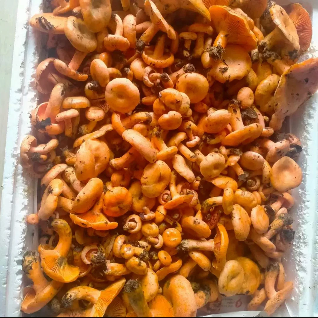 四川深山野生菌蘑菇枞菌寒菌松树菌重阳菌雁来蕈雁鹅菌黄松菌