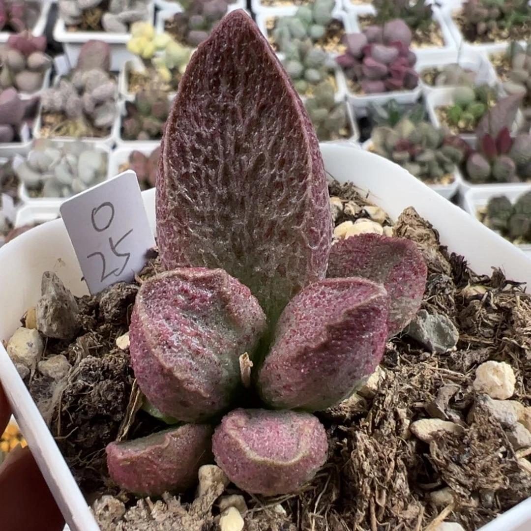 网纹款实生新品多肉植物水泡
