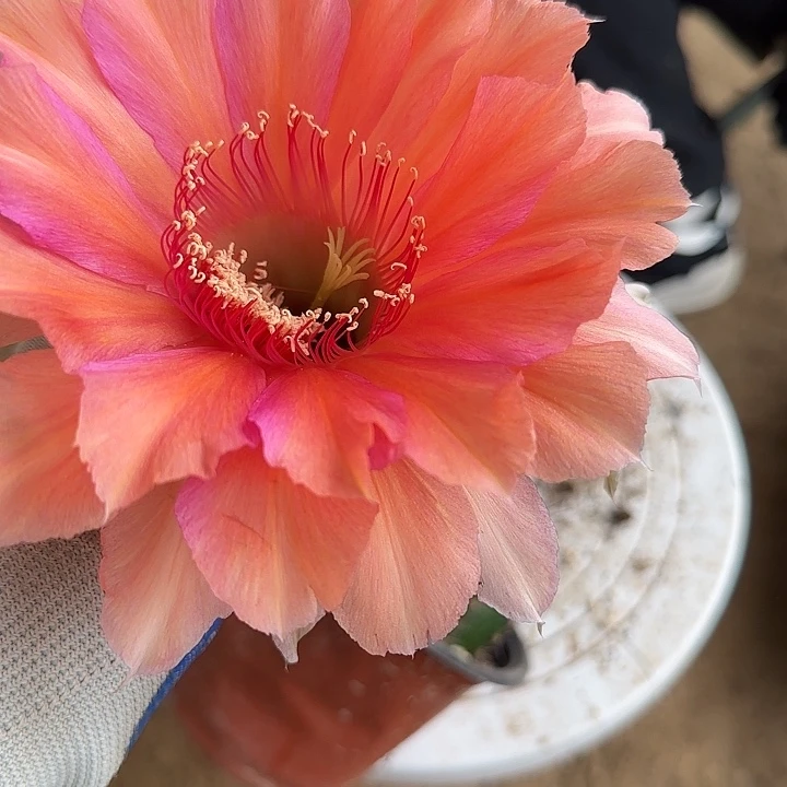 仙人球带根彩草83