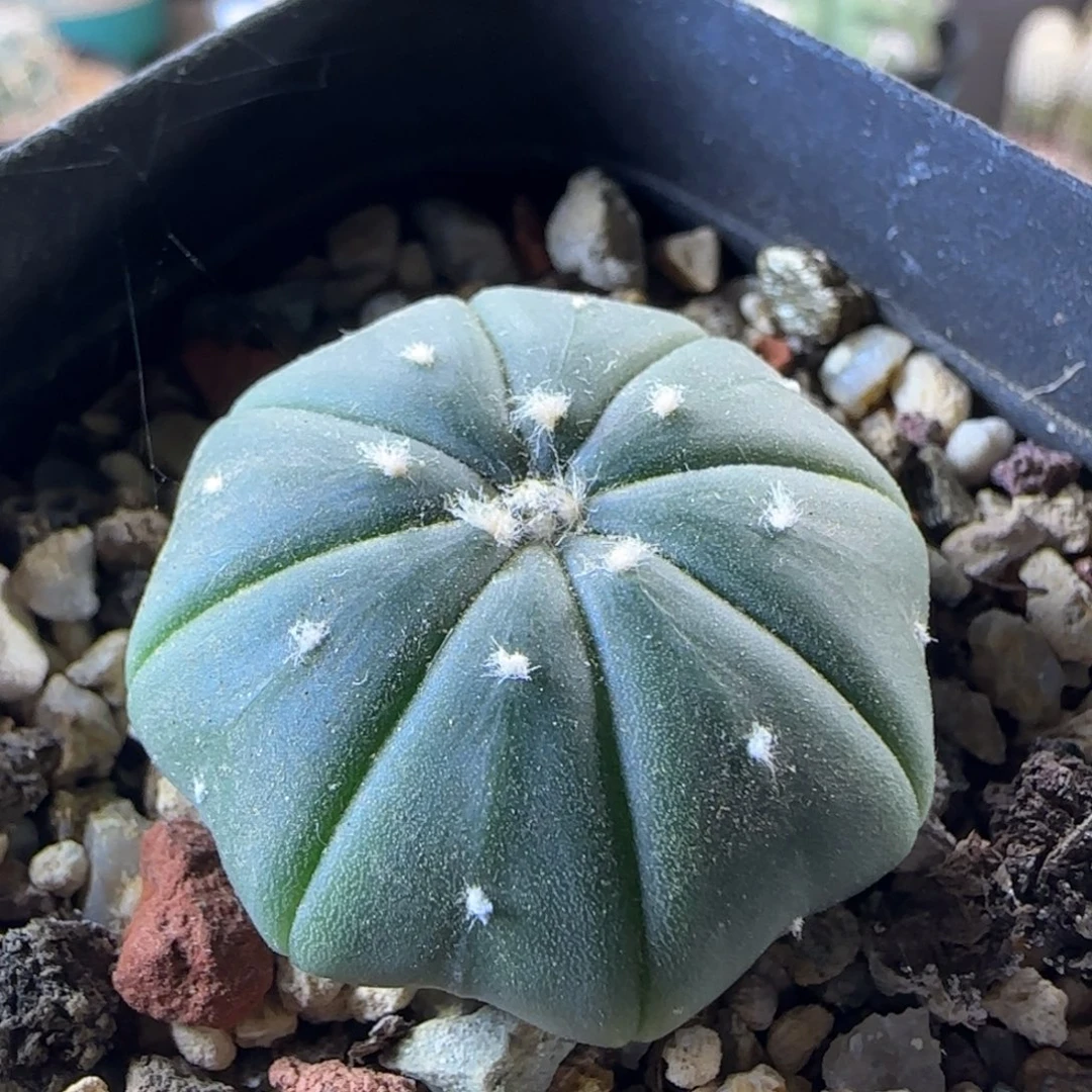 176实生海星兜多肉