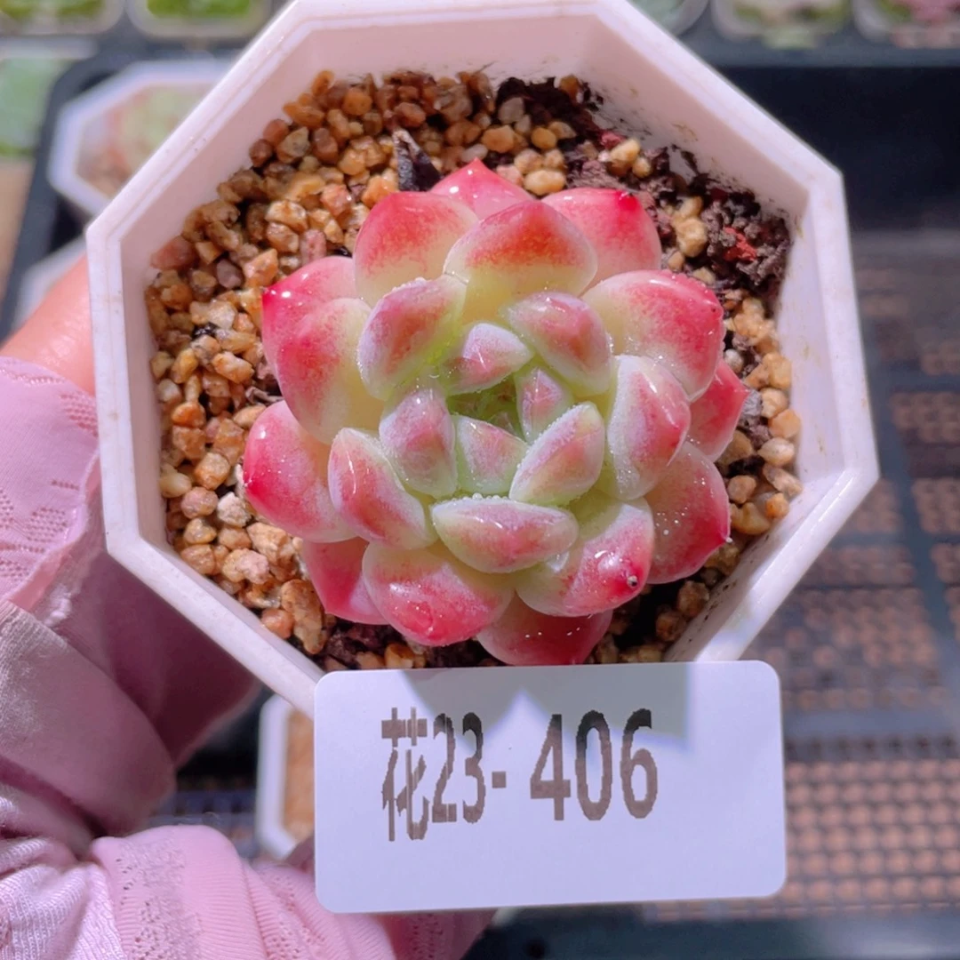 花利美23-406秘境冰魄