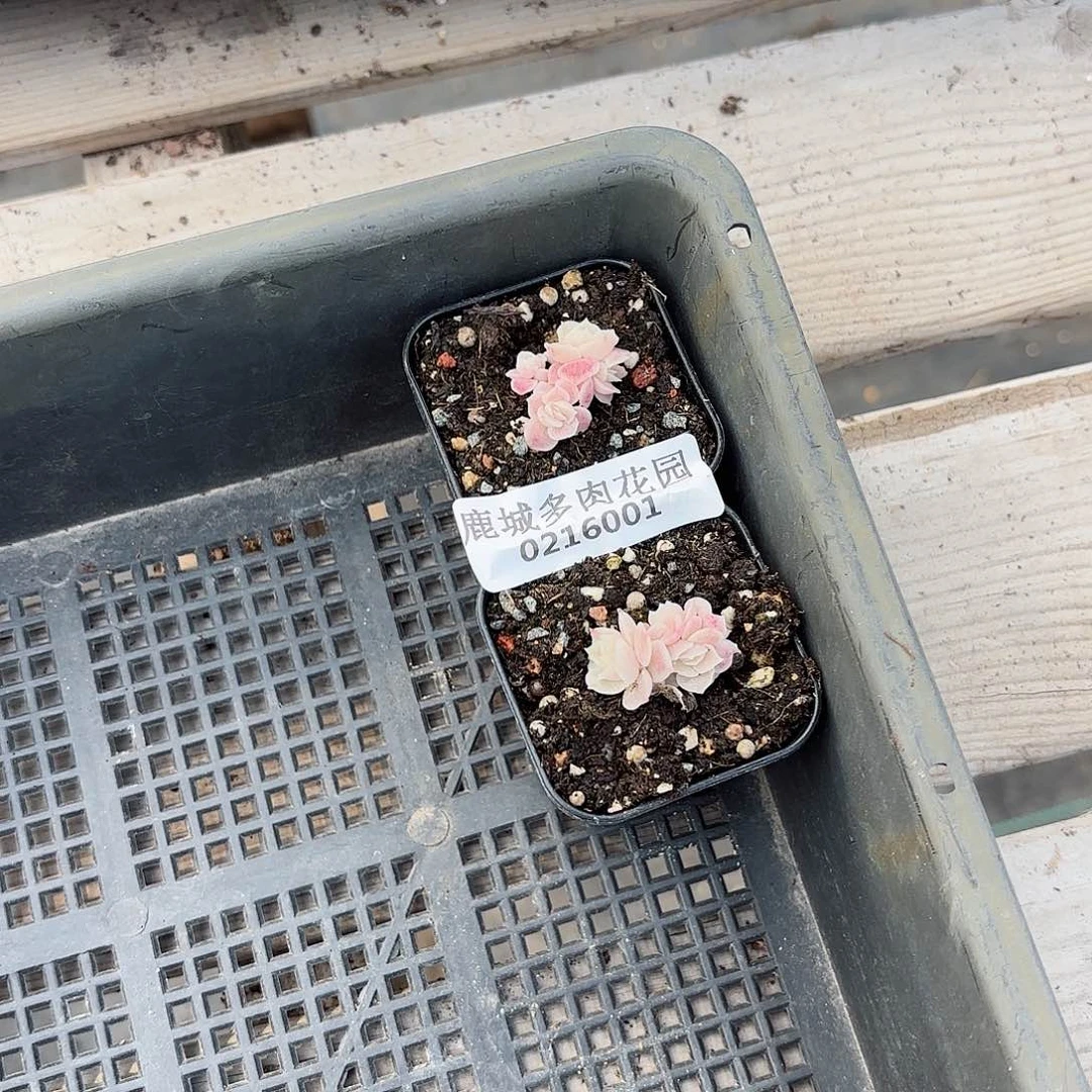 0216-001虾饺组合多肉