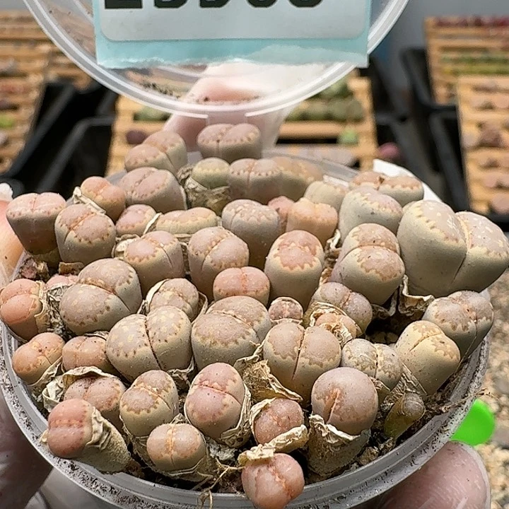 23568清框特价C162A饼干