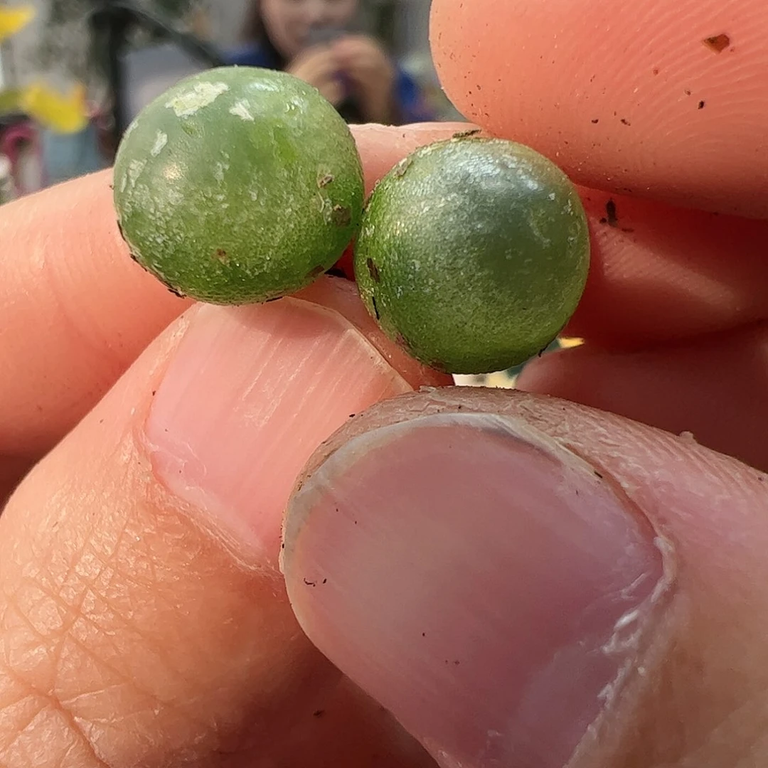 【闪购商品】247 拉登