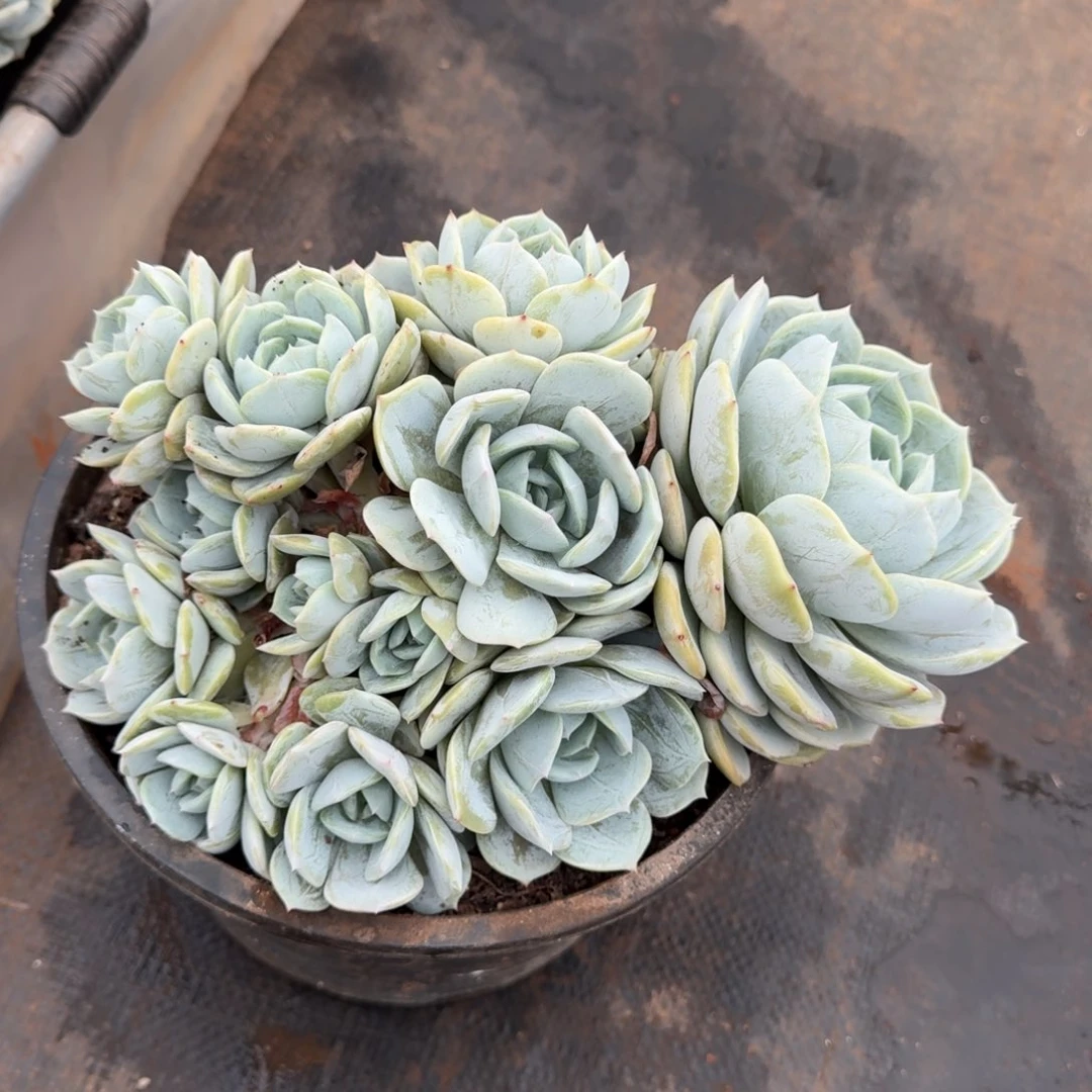 不开花植物不***无主头劳林