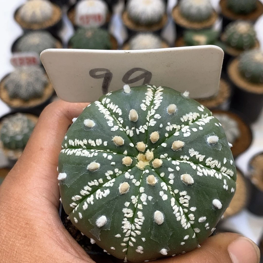 99美纹福利特价来了啊