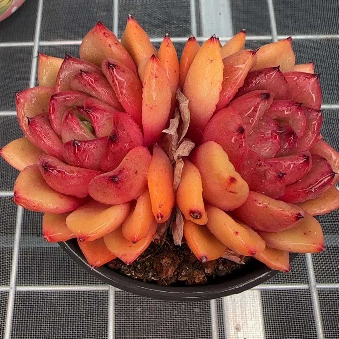 从前慢花园精选多肉韩版水晶珍妮