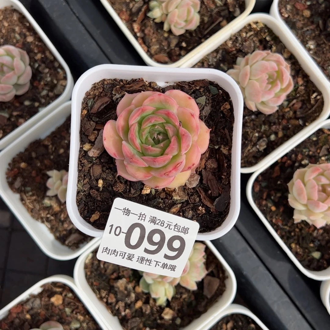 水晶虾饺多肉多肉，