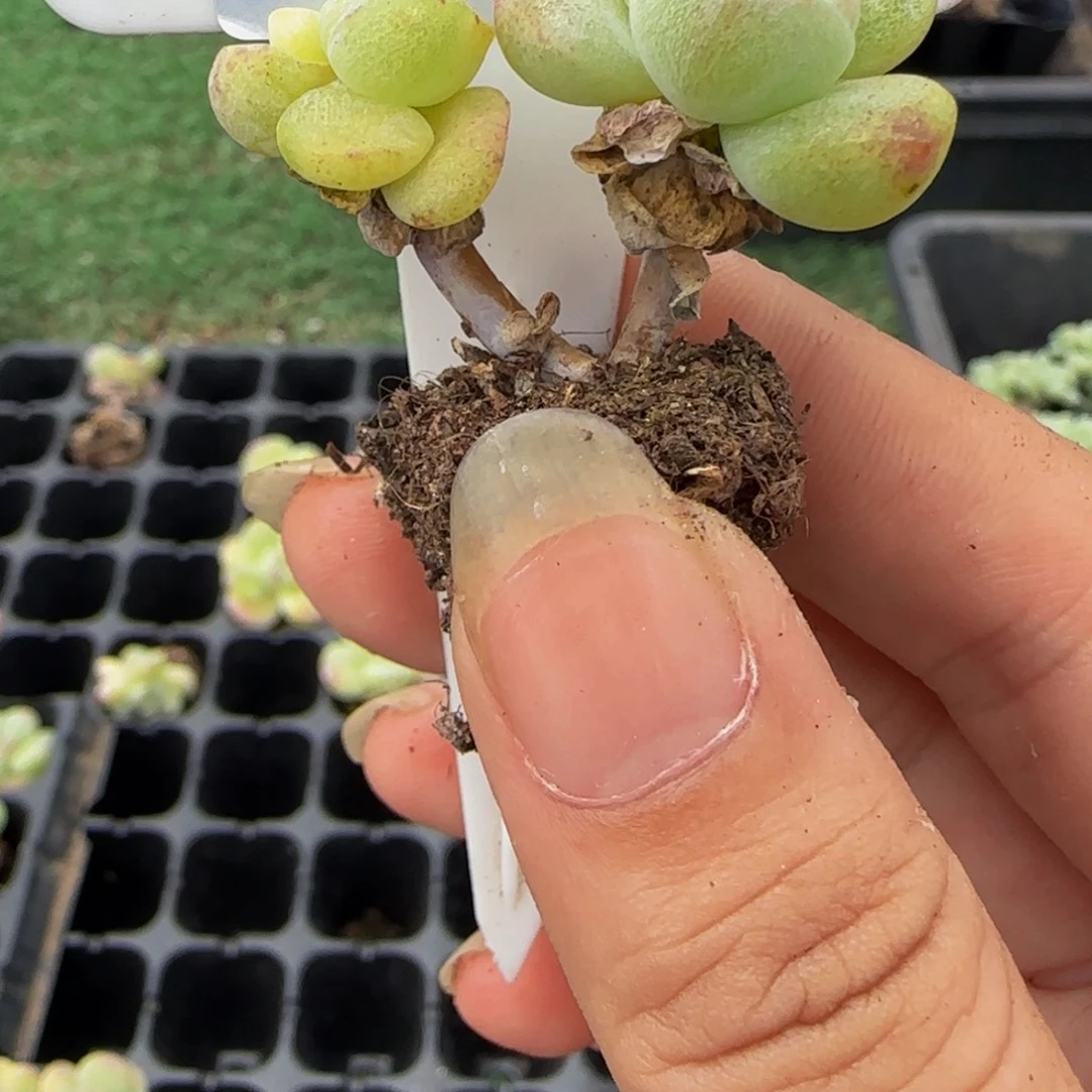 ❀****112 号一物一拍特价福利