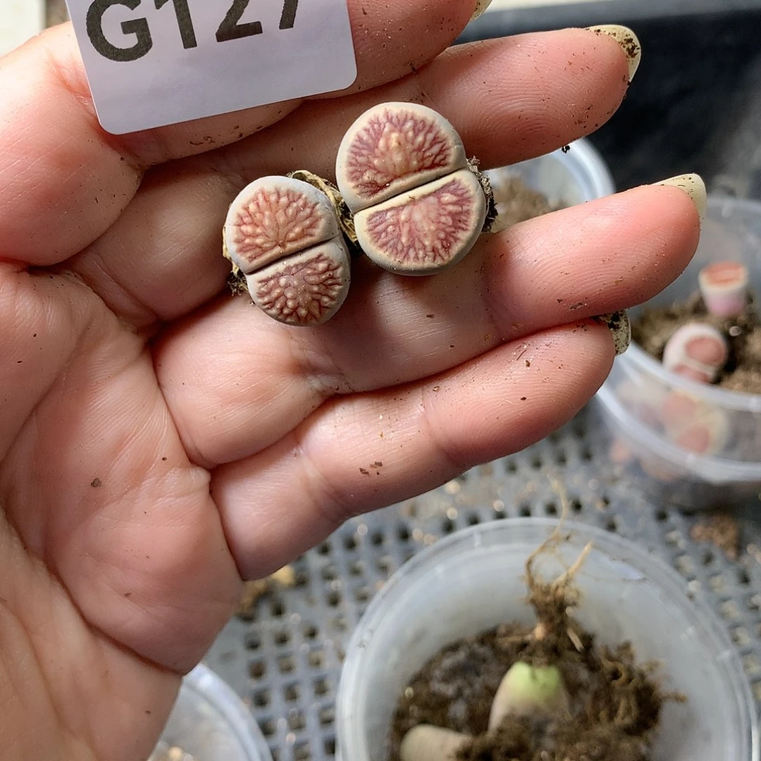 ＊****＊G127多肉植物保护