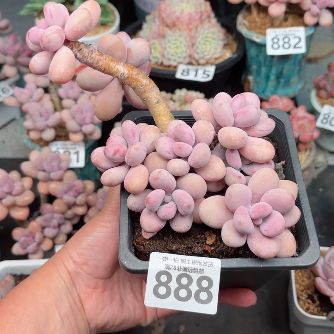 大桃蛋老桩无盆土发货
