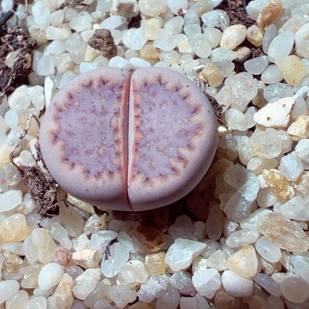 1013-293多肉多肉171粉饼干