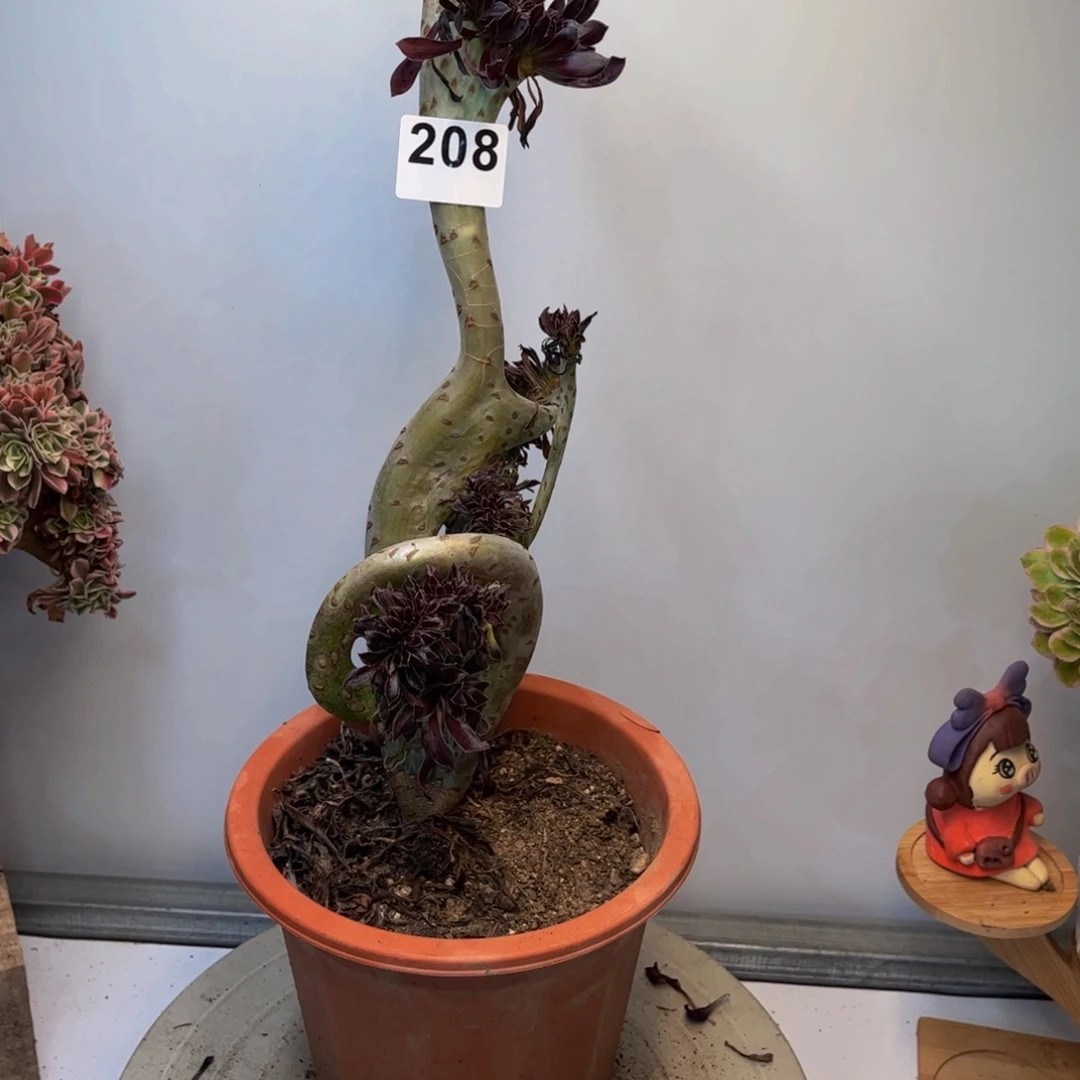 多肉植物黑法师缀208