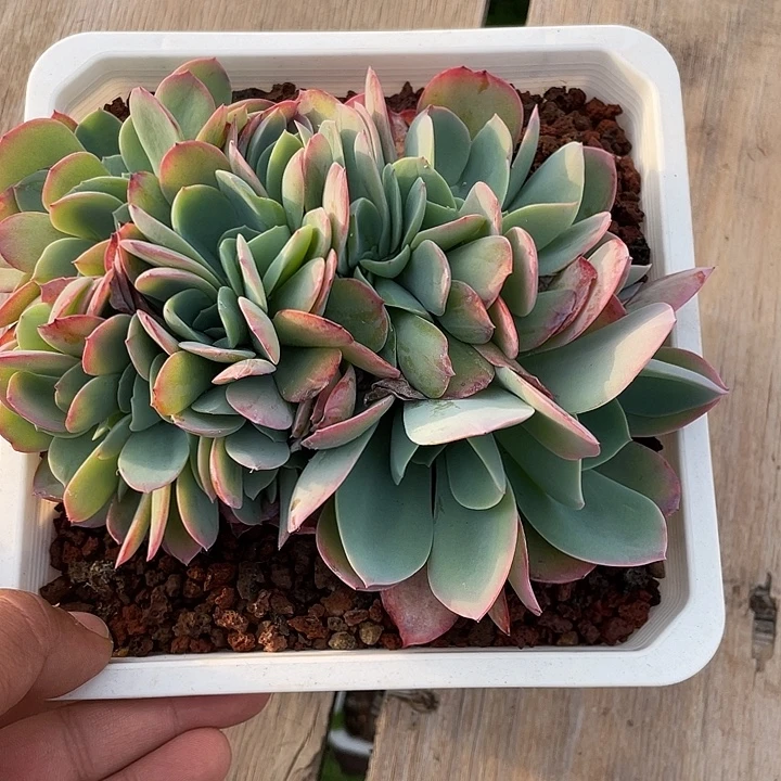 白玉兰缀化一物一拍