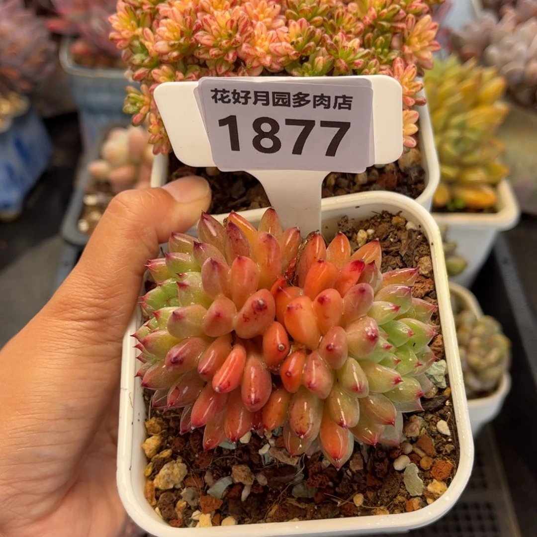 啦***啦1872、1877 满30包邮天冷地区必拍保温箱