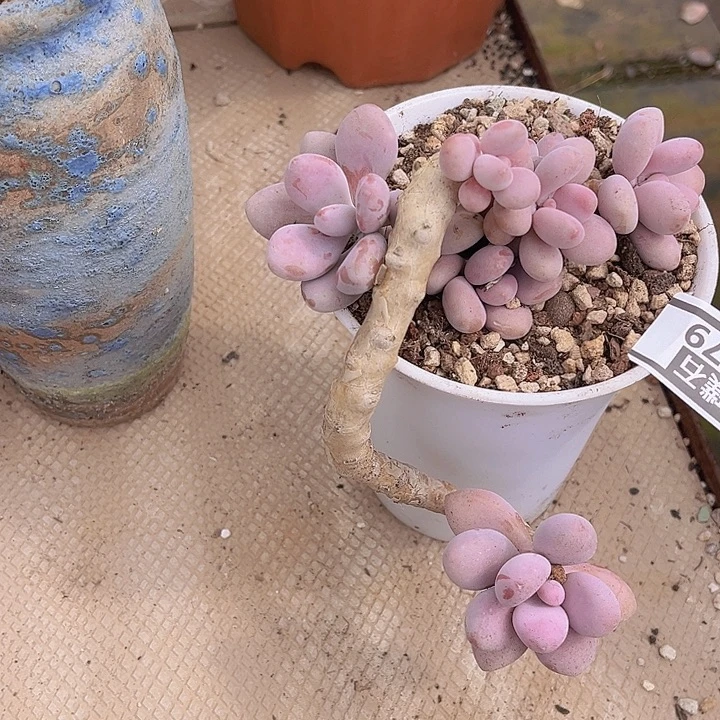 桃蛋1779多肉植物