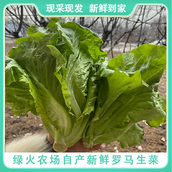 【绿火农场】3斤罗马生菜/密云绿火农场直发/新鲜采摘/新鲜蔬菜/现摘现发绿色蔬菜