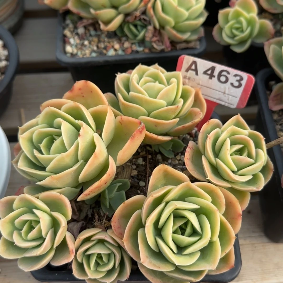 星纳塔老桩多肉五十包邮