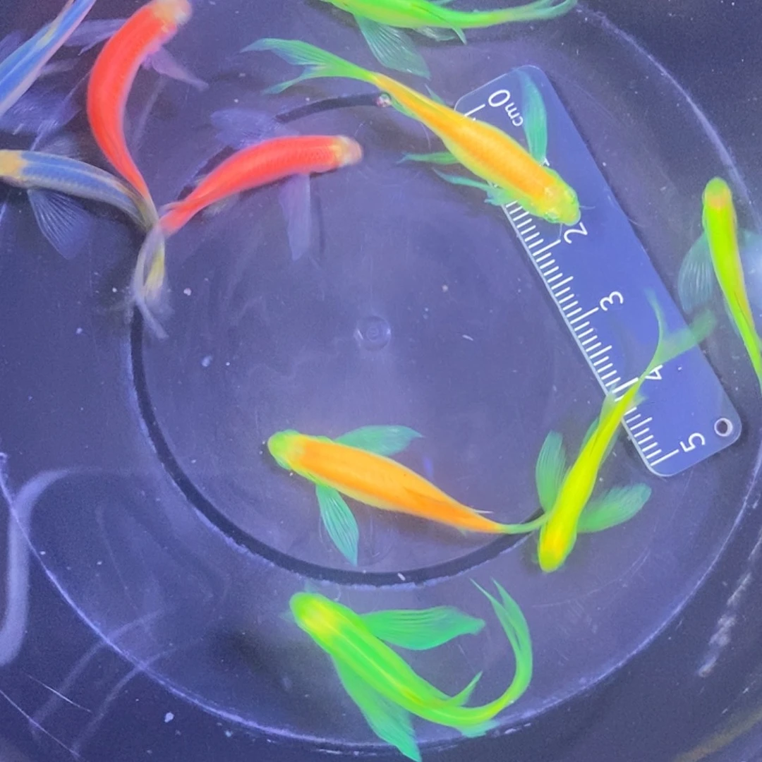 斑马鱼蝶翼斑马福利练手鱼微瑕疵3-4厘米10条